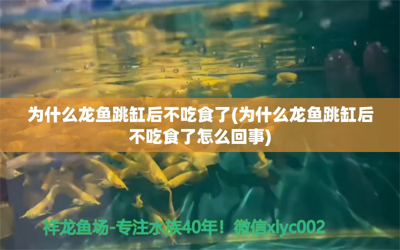 为什么龙鱼跳缸后不吃食了(为什么龙鱼跳缸后不吃食了怎么回事) 观赏鱼进出口