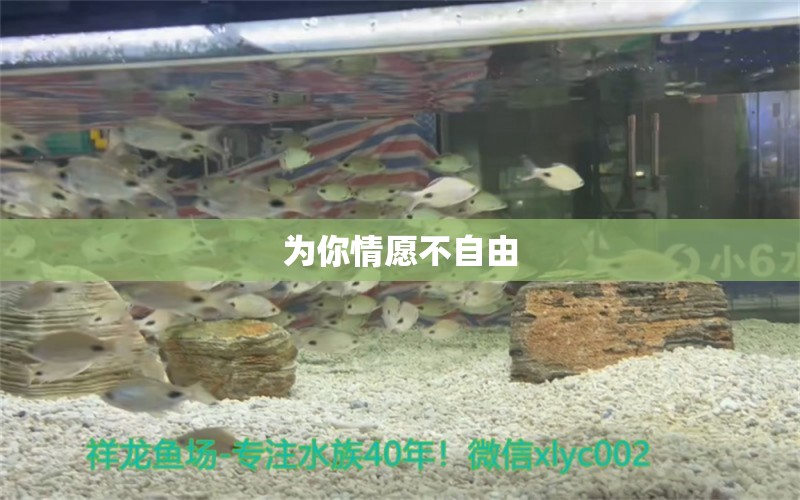 为你情愿不自由 祥龙水族护理水