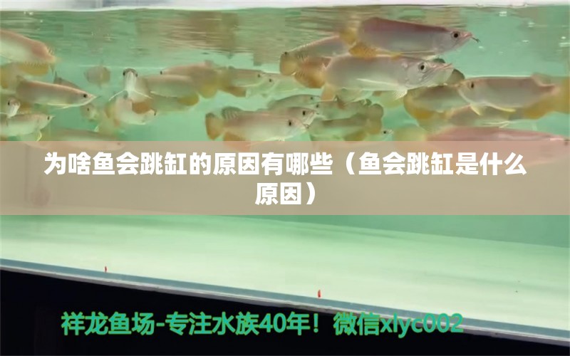 为啥鱼会跳缸的原因有哪些（鱼会跳缸是什么原因） 肥料 第1张