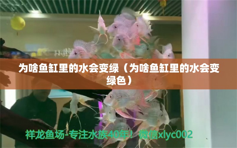 为啥鱼缸里的水会变绿（为啥鱼缸里的水会变绿色） 祥龙水族医院