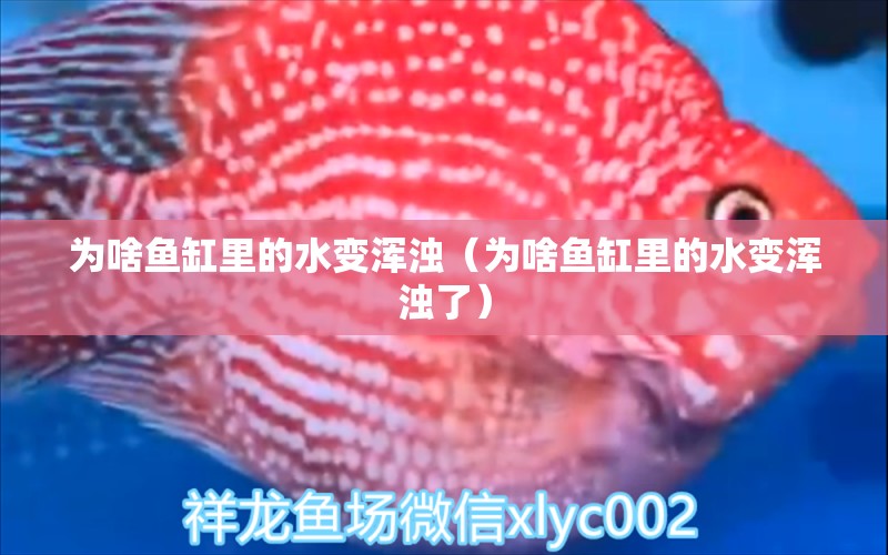 为啥鱼缸里的水变浑浊（为啥鱼缸里的水变浑浊了）