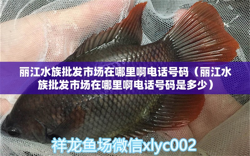 丽江水族批发市场在哪里啊电话号码（丽江水族批发市场在哪里啊电话号码是多少）