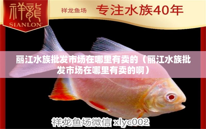 丽江水族批发市场在哪里有卖的（丽江水族批发市场在哪里有卖的啊）