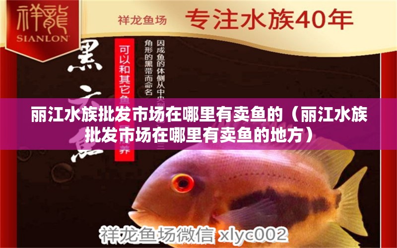 丽江水族批发市场在哪里有卖鱼的（丽江水族批发市场在哪里有卖鱼的地方） 观赏鱼水族批发市场