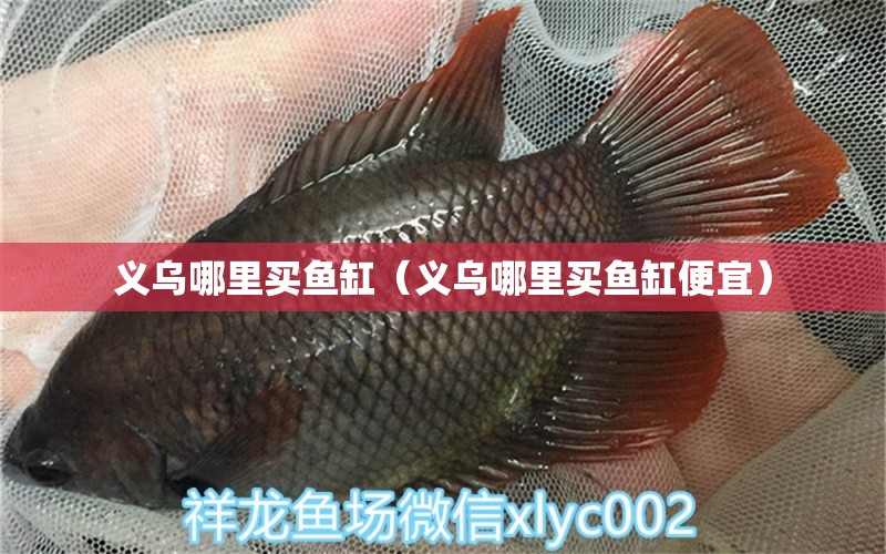 义乌哪里买鱼缸（义乌哪里买鱼缸便宜） 七纹巨鲤鱼