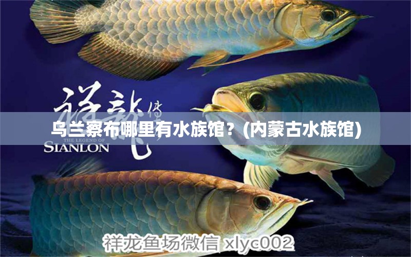 乌兰察布哪里有水族馆？(内蒙古水族馆) 斑马鸭嘴鱼