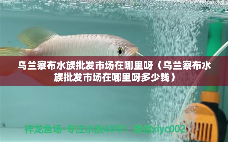 乌兰察布水族批发市场在哪里呀（乌兰察布水族批发市场在哪里呀多少钱）