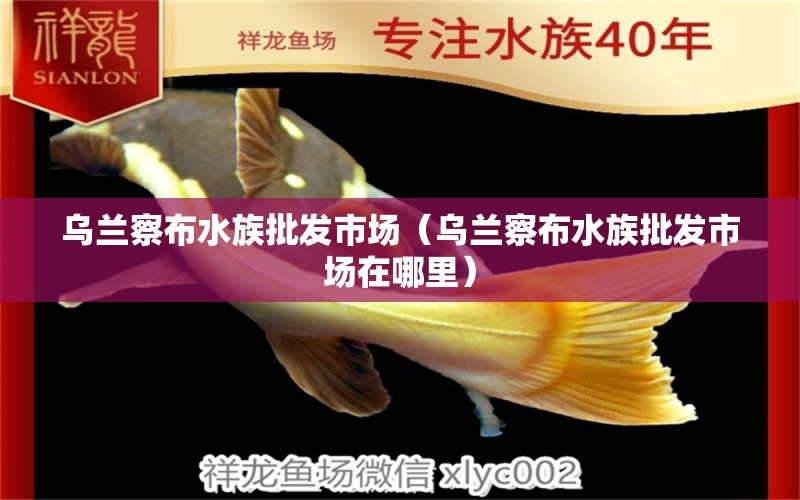 乌兰察布水族批发市场（乌兰察布水族批发市场在哪里）