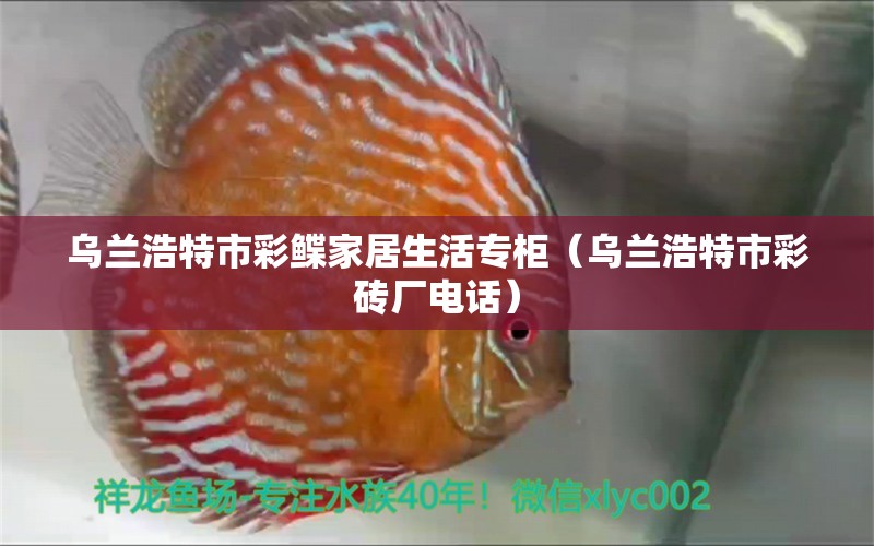 乌兰浩特市彩鲽家居生活专柜（乌兰浩特市彩砖厂电话） 全国水族馆企业名录