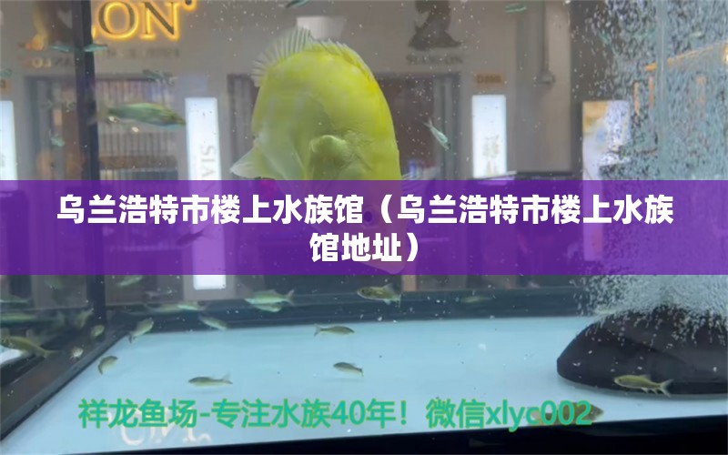 乌兰浩特市楼上水族馆（乌兰浩特市楼上水族馆地址） 全国水族馆企业名录