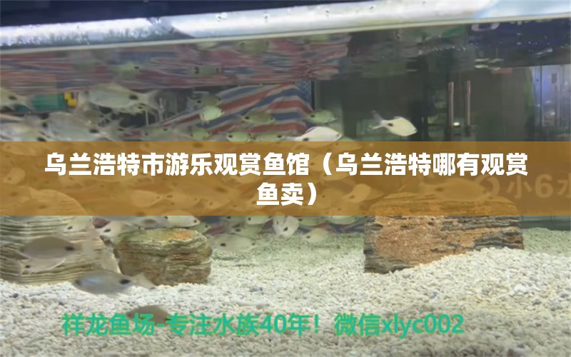 乌兰浩特市游乐观赏鱼馆（乌兰浩特哪有观赏鱼卖） 全国水族馆企业名录