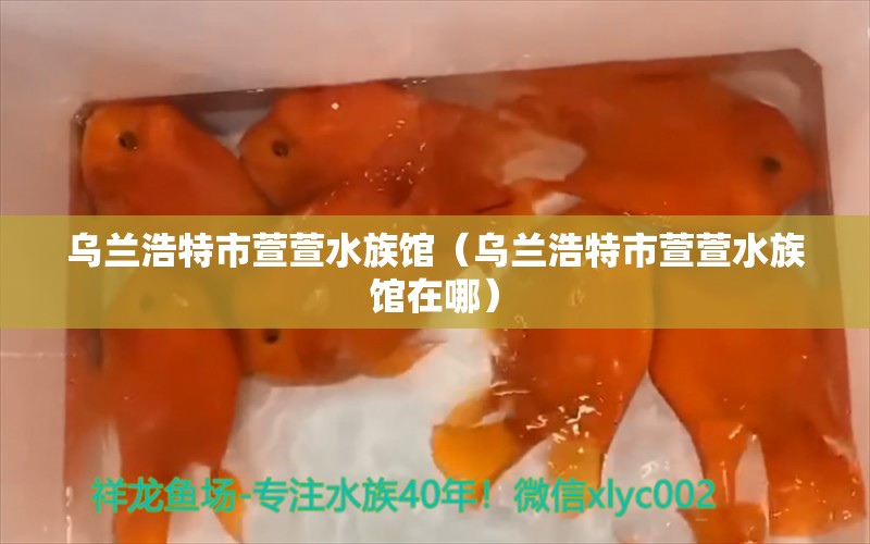 乌兰浩特市萱萱水族馆（乌兰浩特市萱萱水族馆在哪） 全国水族馆企业名录