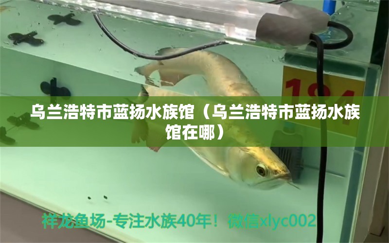 乌兰浩特市蓝扬水族馆（乌兰浩特市蓝扬水族馆在哪）