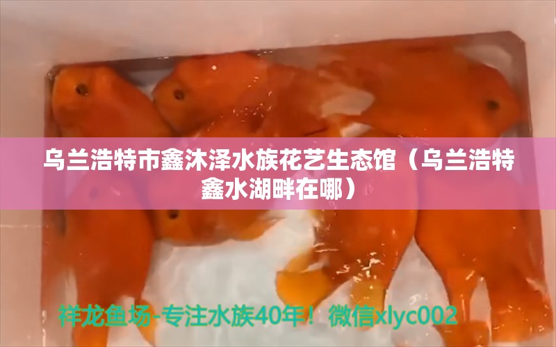 乌兰浩特市鑫沐泽水族花艺生态馆（乌兰浩特鑫水湖畔在哪）