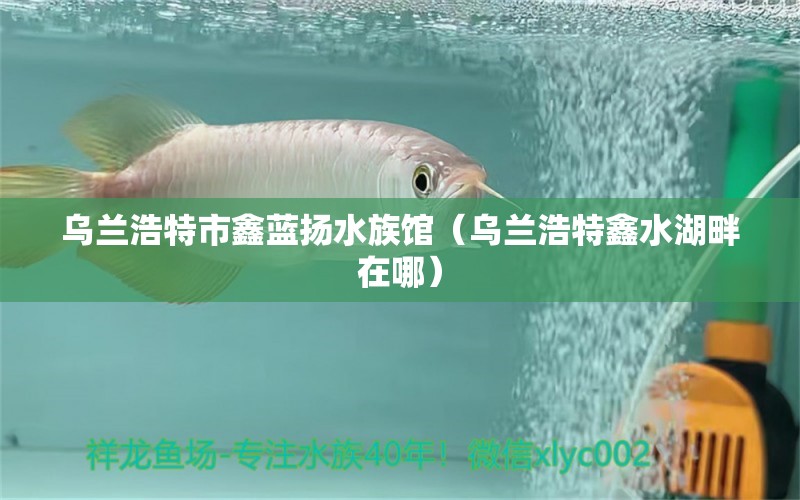 乌兰浩特市鑫蓝扬水族馆（乌兰浩特鑫水湖畔在哪）