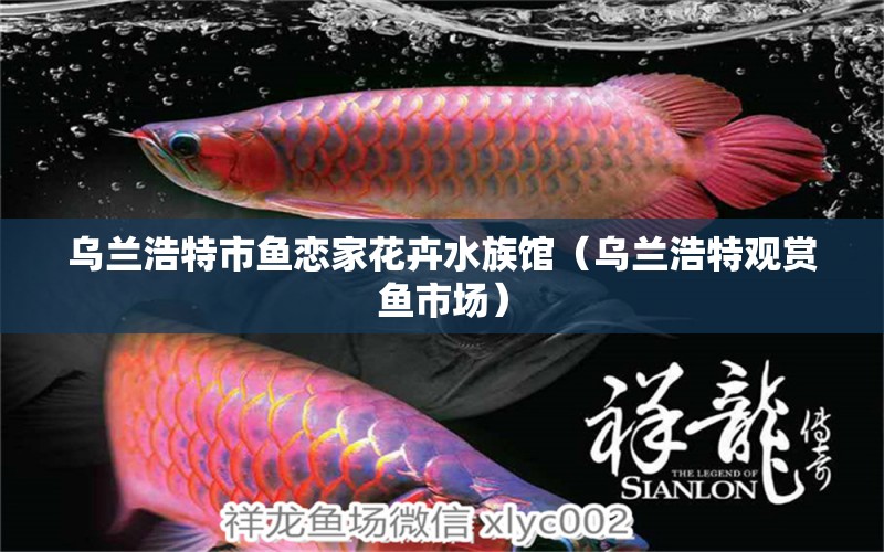 乌兰浩特市鱼恋家花卉水族馆（乌兰浩特观赏鱼市场） 观赏鱼市场（混养鱼）