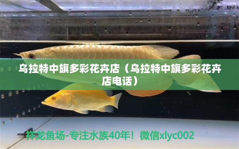 乌拉特中旗多彩花卉店（乌拉特中旗多彩花卉店电话） 全国水族馆企业名录