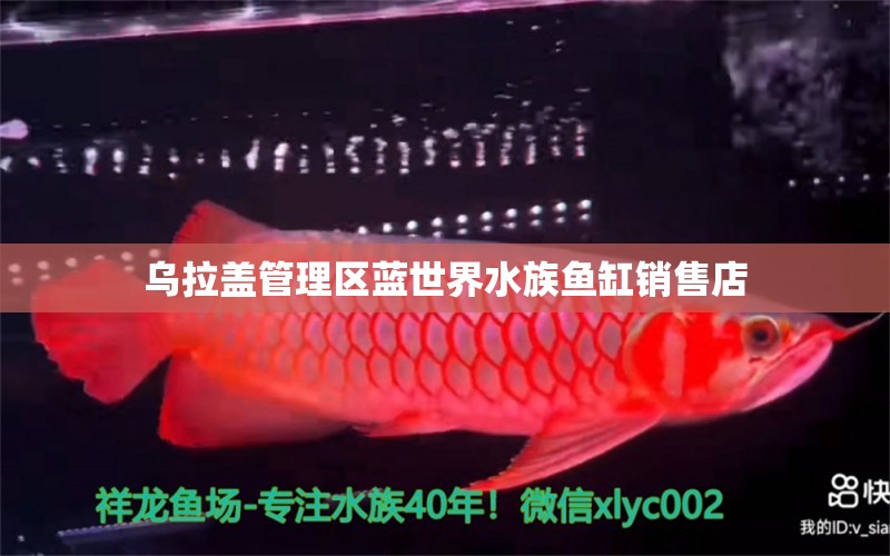 乌拉盖管理区蓝世界水族鱼缸销售店