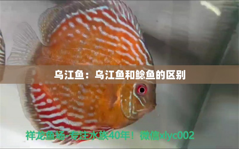 乌江鱼：乌江鱼和鲶鱼的区别