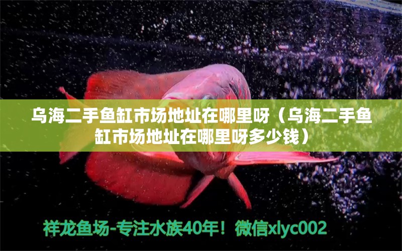 乌海二手鱼缸市场地址在哪里呀（乌海二手鱼缸市场地址在哪里呀多少钱） 祥龙水族医院