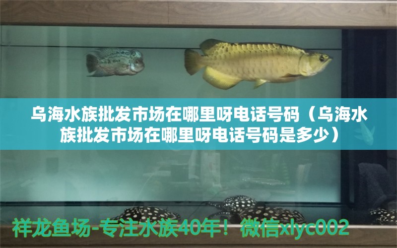 乌海水族批发市场在哪里呀电话号码（乌海水族批发市场在哪里呀电话号码是多少） 观赏鱼水族批发市场