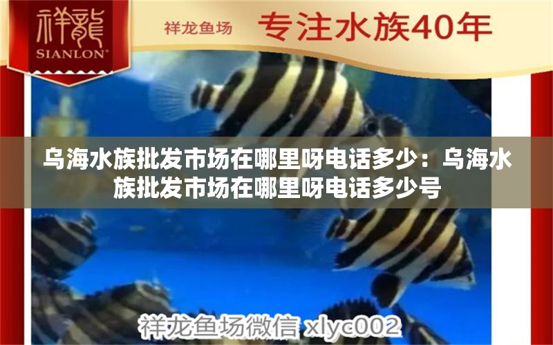 乌海水族批发市场在哪里呀电话多少：乌海水族批发市场在哪里呀电话多少号 观赏鱼水族批发市场