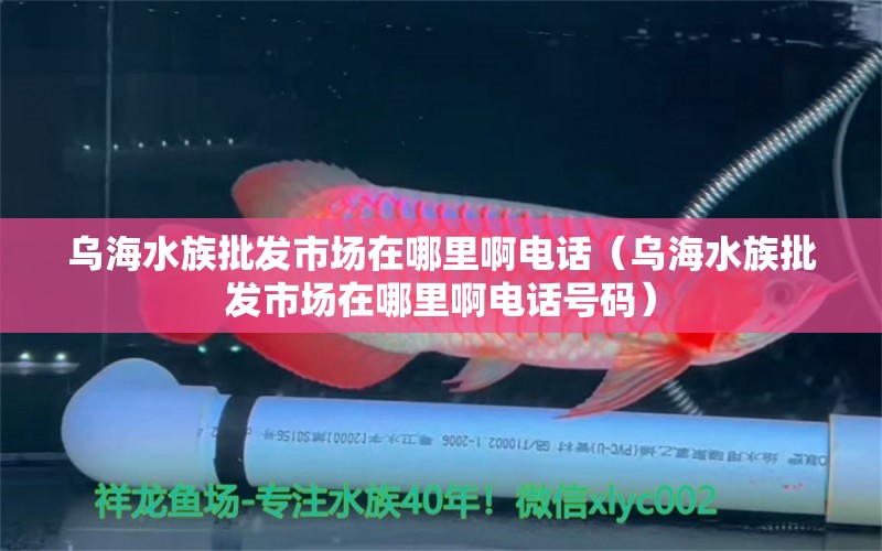 乌海水族批发市场在哪里啊电话（乌海水族批发市场在哪里啊电话号码）