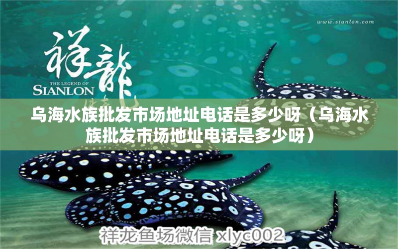 乌海水族批发市场地址电话是多少呀（乌海水族批发市场地址电话是多少呀）