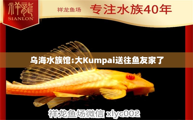 乌海水族馆:大Kumpai送往鱼友家了