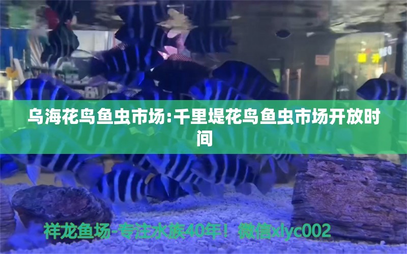 乌海花鸟鱼虫市场:千里堤花鸟鱼虫市场开放时间