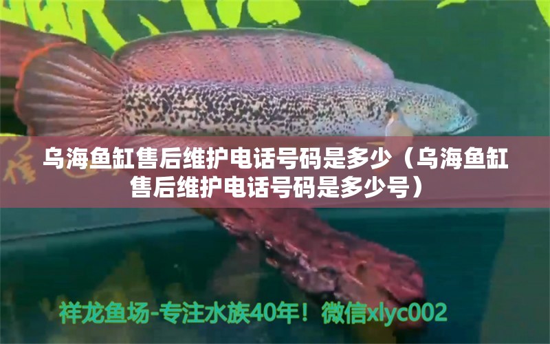 乌海鱼缸售后维护电话号码是多少（乌海鱼缸售后维护电话号码是多少号）