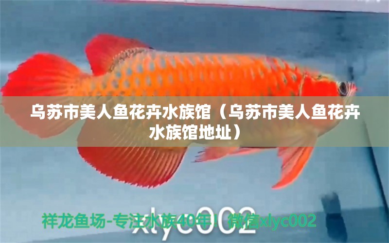 乌苏市美人鱼花卉水族馆（乌苏市美人鱼花卉水族馆地址）