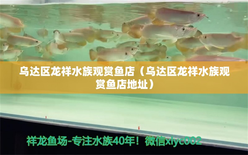 乌达区龙祥水族观赏鱼店（乌达区龙祥水族观赏鱼店地址） 全国水族馆企业名录