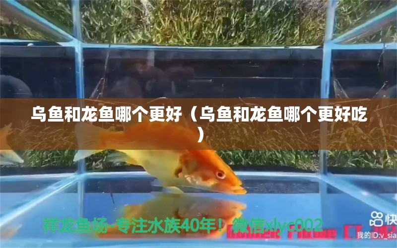 乌鱼和龙鱼哪个更好（乌鱼和龙鱼哪个更好吃）