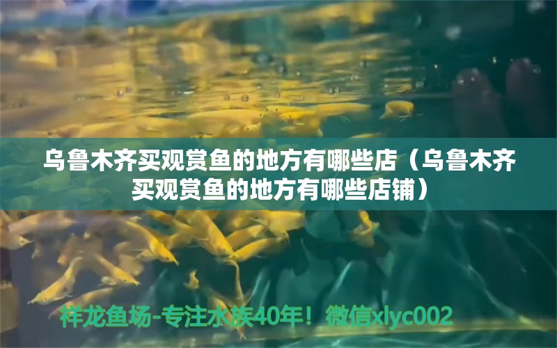 乌鲁木齐买观赏鱼的地方有哪些店（乌鲁木齐买观赏鱼的地方有哪些店铺） 白写锦鲤鱼