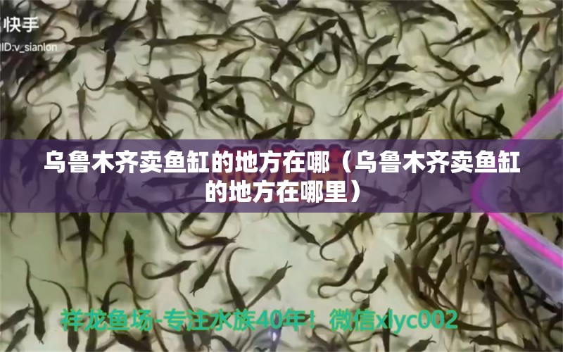 乌鲁木齐卖鱼缸的地方在哪（乌鲁木齐卖鱼缸的地方在哪里） 观赏鱼市场（混养鱼）