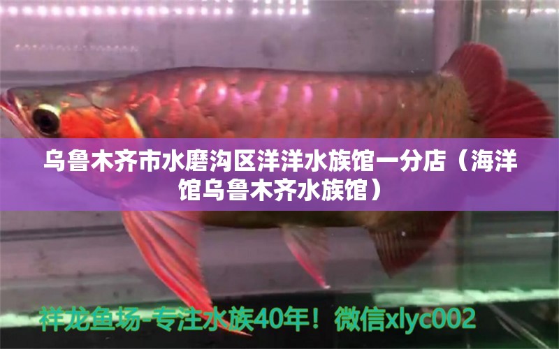 乌鲁木齐市水磨沟区洋洋水族馆一分店（海洋馆乌鲁木齐水族馆） 全国水族馆企业名录