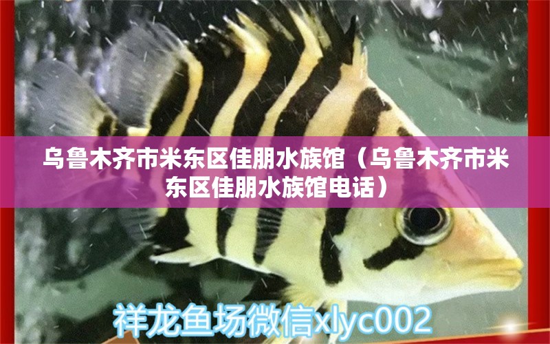 乌鲁木齐市米东区佳朋水族馆（乌鲁木齐市米东区佳朋水族馆电话） 全国水族馆企业名录