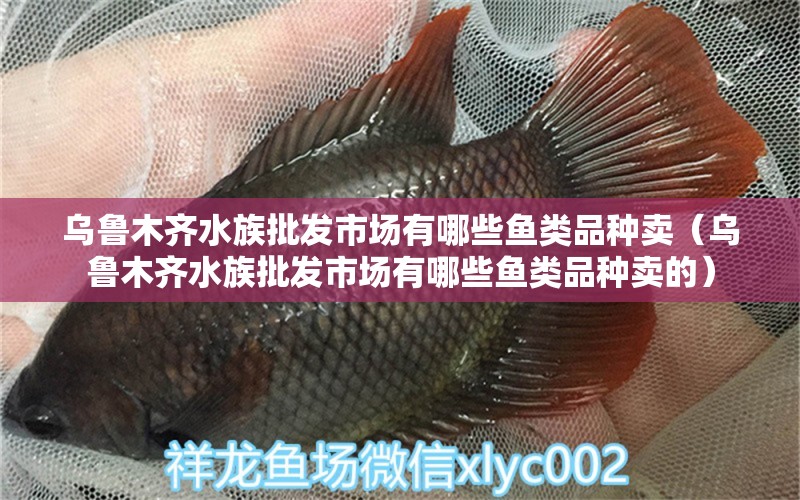 乌鲁木齐水族批发市场有哪些鱼类品种卖（乌鲁木齐水族批发市场有哪些鱼类品种卖的） 观赏鱼水族批发市场