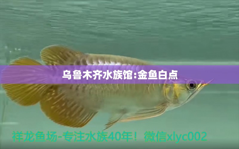 乌鲁木齐水族馆:金鱼白点