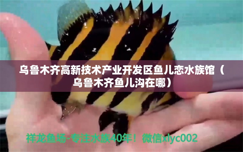 乌鲁木齐高新技术产业开发区鱼儿恋水族馆（乌鲁木齐鱼儿沟在哪）