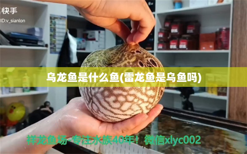 乌龙鱼是什么鱼(雷龙鱼是乌鱼吗)