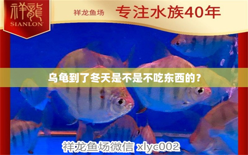 乌龟到了冬天是不是不吃东西的？ 大湖红龙鱼 第2张