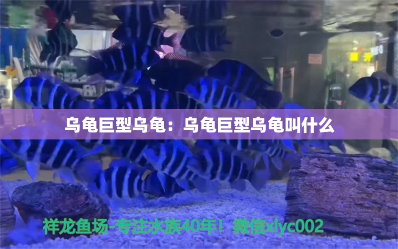 乌龟巨型乌龟：乌龟巨型乌龟叫什么