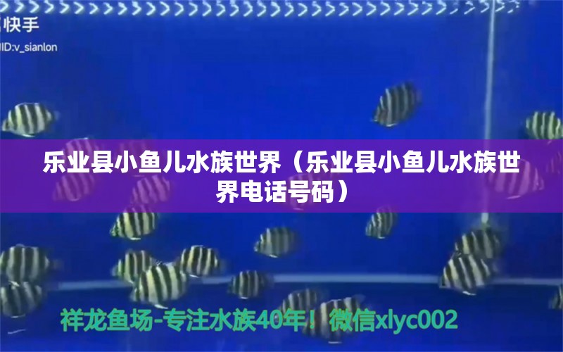 乐业县小鱼儿水族世界（乐业县小鱼儿水族世界电话号码） 全国水族馆企业名录