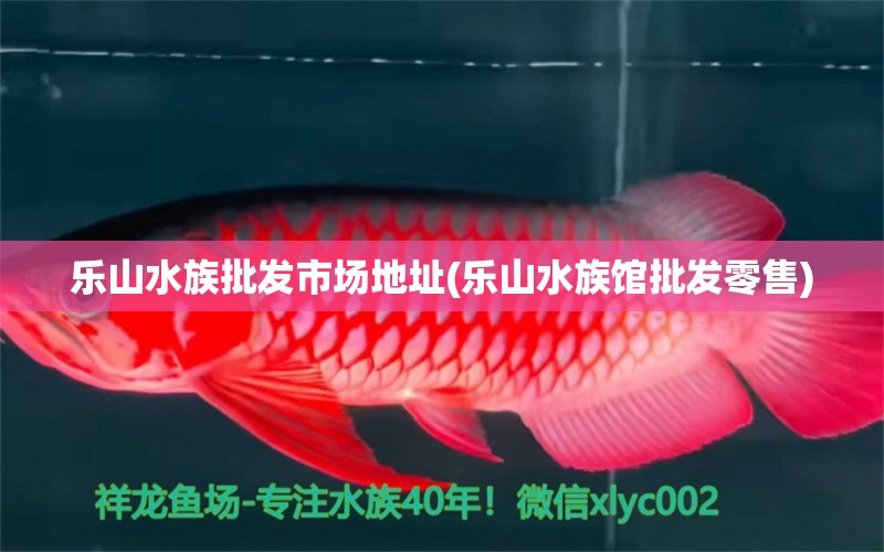 乐山水族批发市场地址(乐山水族馆批发零售) 观赏鱼水族批发市场