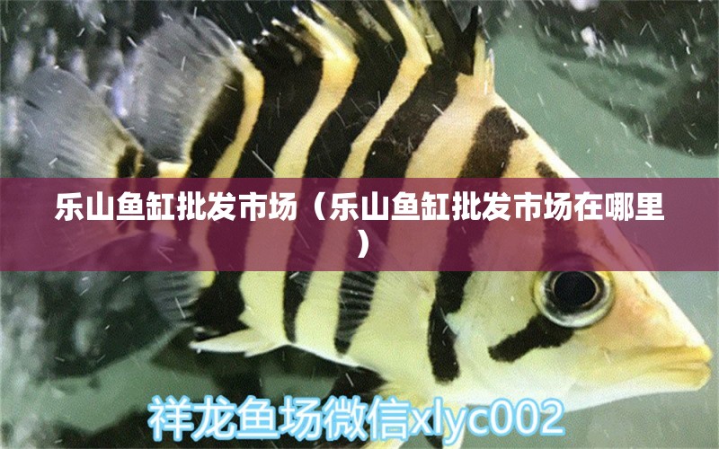 乐山鱼缸批发市场（乐山鱼缸批发市场在哪里） 观赏鱼水族批发市场