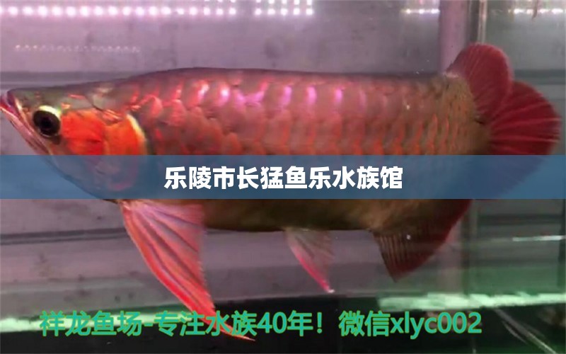 乐陵市长猛鱼乐水族馆 全国水族馆企业名录