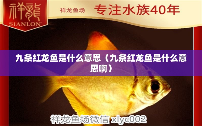 九条红龙鱼是什么意思（九条红龙鱼是什么意思啊） 祥龙水族医院