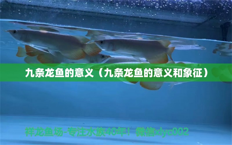 九条龙鱼的意义（九条龙鱼的意义和象征）